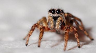 spider myths